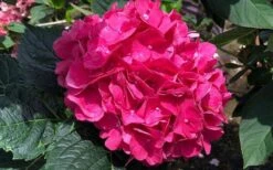 Merritts Supreme Hydrangea - 1 Gallon Pot -Breeze Sprout Sales Hydrangea Merrits Supreme Pink 13