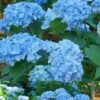 Mini Penny Hydrangea - 3 Gallon Pot