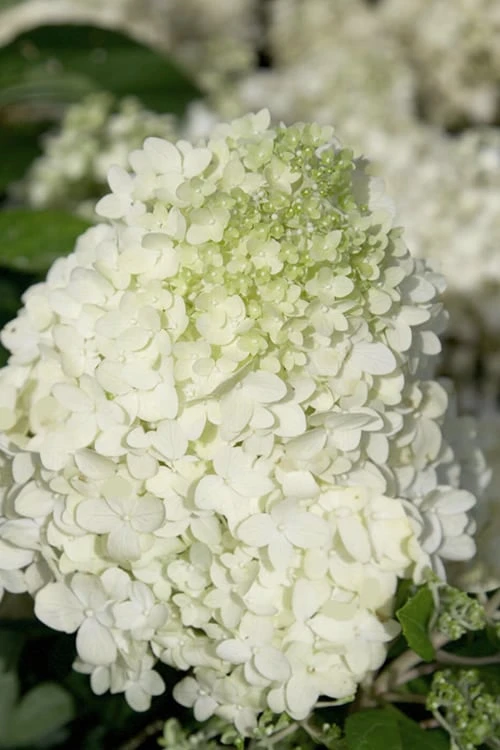 Moon Dance Hydrangea - 3 Gallon Pot 5 Moon Dance Hydrangea - 3 Gallon Pot - Image 5