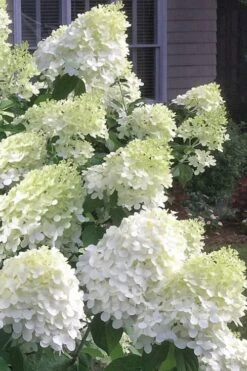 Moon Dance Hydrangea - 3 Gallon Pot