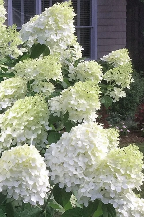Moon Dance Hydrangea - 3 Gallon Pot 1 Moon Dance Hydrangea - 3 Gallon Pot
