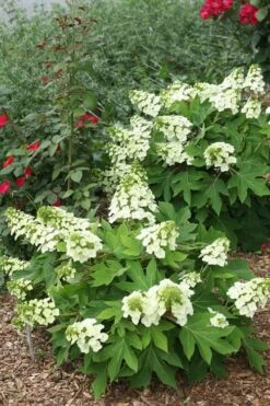 Munchkin Dwarf Oakleaf Hydrangea - 2 Gallon Pot 11 Munchkin Dwarf Oakleaf Hydrangea - 2 Gallon Pot -Breeze Sprout Sales Hydrangea Munchkin 11 1