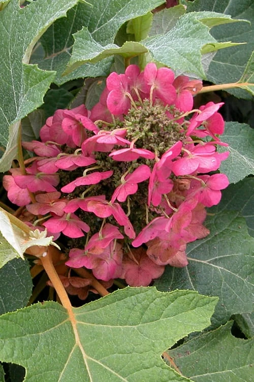 Munchkin Dwarf Oakleaf Hydrangea - 2 Gallon Pot 1 Munchkin Dwarf Oakleaf Hydrangea - 2 Gallon Pot