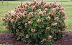 Munchkin Dwarf Oakleaf Hydrangea - 3 Gallon Pot 13 Munchkin Dwarf Oakleaf Hydrangea - 3 Gallon Pot -Breeze Sprout Sales Hydrangea Munchkin 2