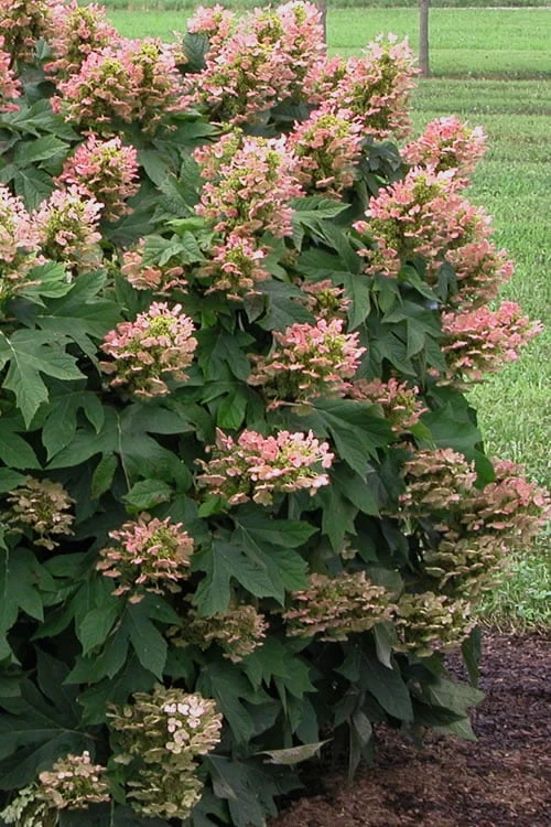 Munchkin Dwarf Oakleaf Hydrangea - 3 Gallon Pot 5 Munchkin Dwarf Oakleaf Hydrangea - 3 Gallon Pot - Image 5
