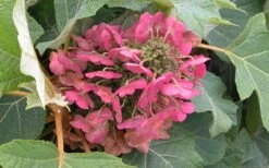 Munchkin Dwarf Oakleaf Hydrangea - 3 Gallon Pot 14 Munchkin Dwarf Oakleaf Hydrangea - 3 Gallon Pot -Breeze Sprout Sales Hydrangea Munchkin Bloom Closeup 2