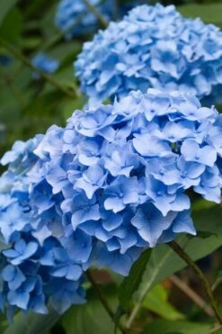 Nikko Blue Hydrangea - 3 Gallon Pot -Breeze Sprout Sales Hydrangea Nikko Blue 10