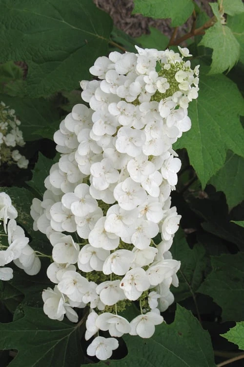 Alice Oakleaf Hydrangea - 3 Gallon Pot 1 Alice Oakleaf Hydrangea - 3 Gallon Pot