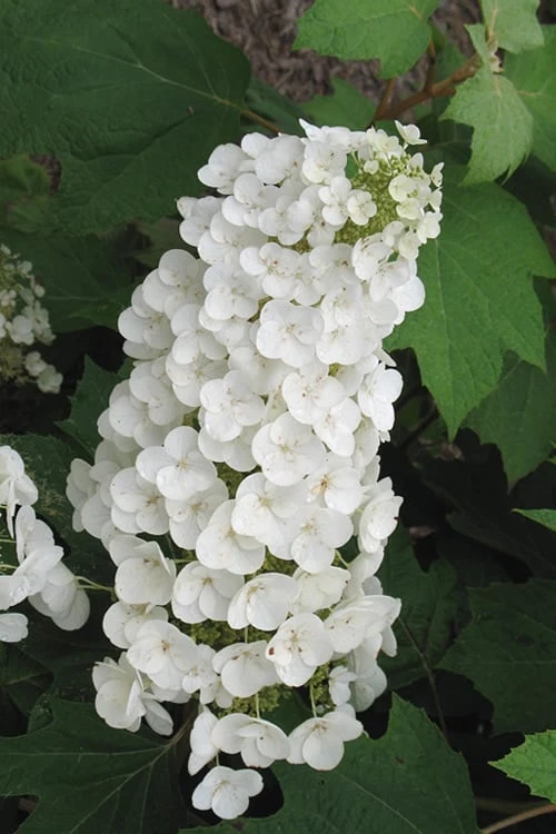 Alice Oakleaf Hydrangea - 3 Gallon Pot 10 Alice Oakleaf Hydrangea - 3 Gallon Pot - Image 10
