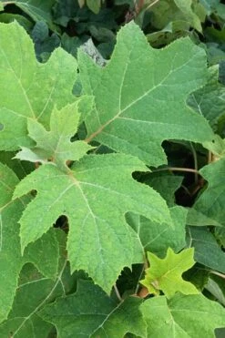 Alice Oakleaf Hydrangea - 3 Gallon Pot 15 Alice Oakleaf Hydrangea - 3 Gallon Pot -Breeze Sprout Sales Hydrangea Oakleaf Alice 5