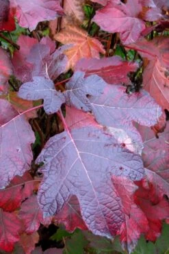 Alice Oakleaf Hydrangea - 3 Gallon Pot 14 Alice Oakleaf Hydrangea - 3 Gallon Pot -Breeze Sprout Sales Hydrangea Oakleaf Alice 7