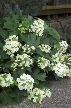 Pee Wee Dwarf Oakleaf Hydrangea - 1 Gallon Pot 14 Pee Wee Dwarf Oakleaf Hydrangea - 1 Gallon Pot -Breeze Sprout Sales Hydrangea Oakleaf Pee Wee 11