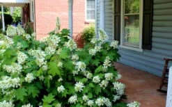 Pee Wee Dwarf Oakleaf Hydrangea - 1 Gallon Pot 12 Pee Wee Dwarf Oakleaf Hydrangea - 1 Gallon Pot -Breeze Sprout Sales Hydrangea Oakleaf Pee Wee