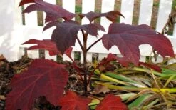 Ruby Slippers Dwarf Oakleaf Hydrangea - 3 Gallon Pot -Breeze Sprout Sales Hydrangea Oakleaf Ruby Slippers Fall Foliage Color 2