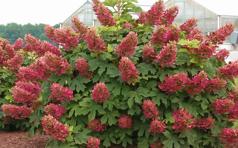 Ruby Slippers Dwarf Oakleaf Hydrangea - 2 Gallon Pot 4 Ruby Slippers Dwarf Oakleaf Hydrangea - 2 Gallon Pot - Image 4