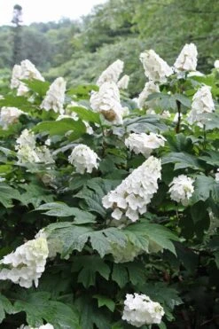 Snow Queen Oakleaf Hydrangea - 2 Gallon Pot -Breeze Sprout Sales Hydrangea Oakleaf Snow Queen 10 2