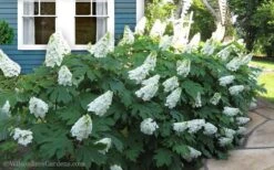 Snow Queen Oakleaf Hydrangea - 2 Gallon Pot -Breeze Sprout Sales Hydrangea Oakleaf Snow Queen 11 2