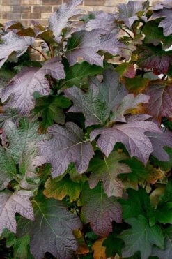 Snow Queen Oakleaf Hydrangea - 1 Gallon Pot -Breeze Sprout Sales Hydrangea Oakleaf Snow Queen 3 1