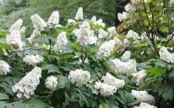 Snow Queen Oakleaf Hydrangea - 3 Gallon Pot -Breeze Sprout Sales Hydrangea Oakleaf Snow Queen 6