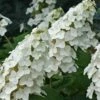 Snow Queen Oakleaf Hydrangea - 1 Gallon Pot