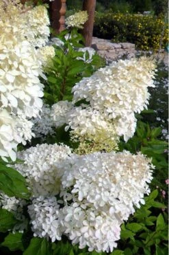 Phantom Hydrangea - 5 Gallon Pot 9 Phantom Hydrangea - 5 Gallon Pot -Breeze Sprout Sales Hydrangea Phantom 500x750 2