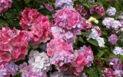 Preziosa Multi Color Hydrangea - 1 Gallon Pot 10 Preziosa Multi Color Hydrangea - 1 Gallon Pot -Breeze Sprout Sales Hydrangea Preziosa 18