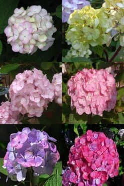 Preziosa Multi Color Hydrangea - 1 Gallon Pot 9 Preziosa Multi Color Hydrangea - 1 Gallon Pot -Breeze Sprout Sales Hydrangea Preziosa 19