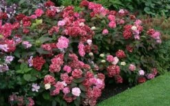 Preziosa Multi Color Hydrangea - 1 Gallon Pot 11 Preziosa Multi Color Hydrangea - 1 Gallon Pot -Breeze Sprout Sales Hydrangea Preziosa 7