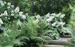 Alice Oakleaf Hydrangea - 3 Gallon Pot 17 Alice Oakleaf Hydrangea - 3 Gallon Pot -Breeze Sprout Sales Hydrangea Quercifolia Oakleaf 50