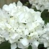 Sister Theresa Hydrangea - 1 Gallon Pot