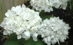 Sister Theresa Hydrangea - 1 Gallon Pot -Breeze Sprout Sales Hydrangea Sister Theresa 50