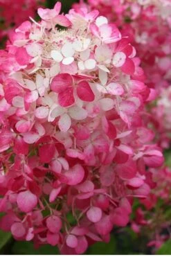 Strawberry Sundae Hydrangea - 3 Gallon Pot -Breeze Sprout Sales Hydrangea Strawberry Sundae Flower 1