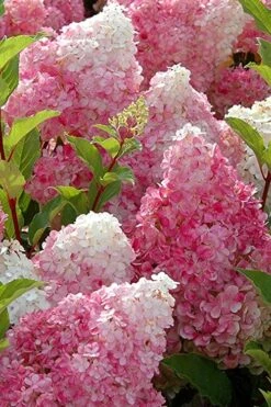 Strawberry Sundae Hydrangea - 3 Gallon Pot -Breeze Sprout Sales Hydrangea Strawberry Sundae Flowers 3