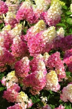 Strawberry Sundae Hydrangea - 1 Gallon Pot -Breeze Sprout Sales Hydrangea Strawberry Sundae Flowers 5 1
