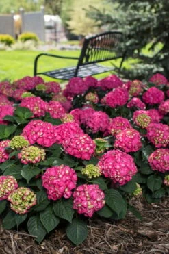 Summer Crush Endless Summer Hydrangea - 2 Gallon Pot -Breeze Sprout Sales Hydrangea Summer Crush Endless Summer 3