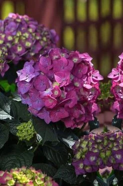 Summer Crush Endless Summer Hydrangea - 2 Gallon Pot -Breeze Sprout Sales Hydrangea Summer Crush Endless Summer 4
