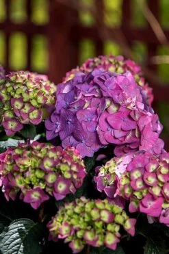 Summer Crush Endless Summer Hydrangea - 3 Gallon Pot -Breeze Sprout Sales Hydrangea Summer Crush Endless Summer 5 1