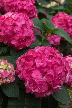Summer Crush Endless Summer Hydrangea - 2 Gallon Pot -Breeze Sprout Sales Hydrangea Summer Crush Endless Summer 6