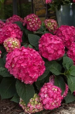 Summer Crush Endless Summer Hydrangea - 2 Gallon Pot -Breeze Sprout Sales Hydrangea Summer Crush Endless Summer 7