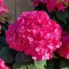 Summer Crush Endless Summer Hydrangea - 2 Gallon Pot