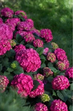 Summer Crush Endless Summer Hydrangea - 3 Gallon Pot -Breeze Sprout Sales Hydrangea Summer Crush Endless Summer 9 1