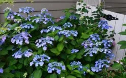 Twist-N-Shout Endless Summer Hydrangea - 3 Gallon Pot -Breeze Sprout Sales Hydrangea Twist N Shout Blue Flowers 3