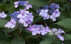 Twist-N-Shout Endless Summer Hydrangea - 3 Gallon Pot -Breeze Sprout Sales Hydrangea Twist N Shout Lavender Flowers 2