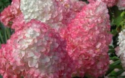 Vanilla Strawberry Hydrangea - 3 Gallon Pot -Breeze Sprout Sales Hydrangea Vanilla Strawberry 2