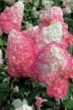 Vanilla Strawberry Hydrangea - 1 Gallon Pot -Breeze Sprout Sales Hydrangea Vanilla Strawberry BS 1