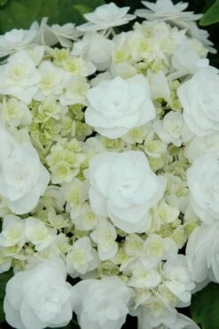 Double Delights Wedding Gown Lacecap Hydrangea - 3 Gallon Pot 11 Double Delights Wedding Gown Lacecap Hydrangea - 3 Gallon Pot -Breeze Sprout Sales Hydrangea Wedding Gown 2