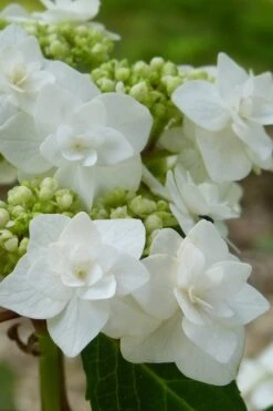 Double Delights Wedding Gown Lacecap Hydrangea - 3 Gallon Pot 10 Double Delights Wedding Gown Lacecap Hydrangea - 3 Gallon Pot -Breeze Sprout Sales Hydrangea Wedding Gown 23