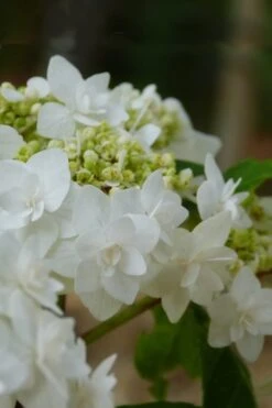 Double Delights Wedding Gown Lacecap Hydrangea - 3 Gallon Pot 13 Double Delights Wedding Gown Lacecap Hydrangea - 3 Gallon Pot -Breeze Sprout Sales Hydrangea Wedding Gown 4