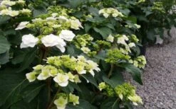 Double Delights Wedding Gown Lacecap Hydrangea - 3 Gallon Pot 12 Double Delights Wedding Gown Lacecap Hydrangea - 3 Gallon Pot -Breeze Sprout Sales Hydrangea Wedding Gown 6