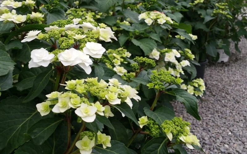 Double Delights Wedding Gown Lacecap Hydrangea - 3 Gallon Pot 6 Double Delights Wedding Gown Lacecap Hydrangea - 3 Gallon Pot - Image 6